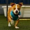 An adult small-sized male Chihuahua dog named Pascal for adoption in Santa Cruz, CA