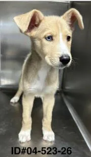 An adult medium-sized male Mixed Breed dog named Bruno for adoption in Largo, FL