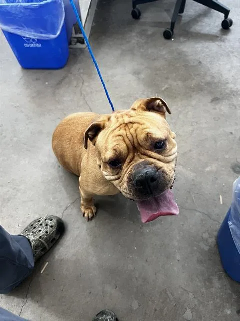 An adult medium-sized female Mixed Breed dog named Amethyst for adoption in Dallas, TX