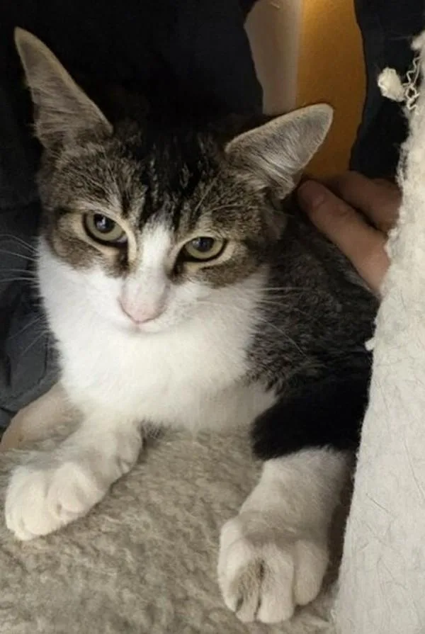 A baby small-sized male Domestic Short Hair cat named Terry for adoption in Escondido, CA