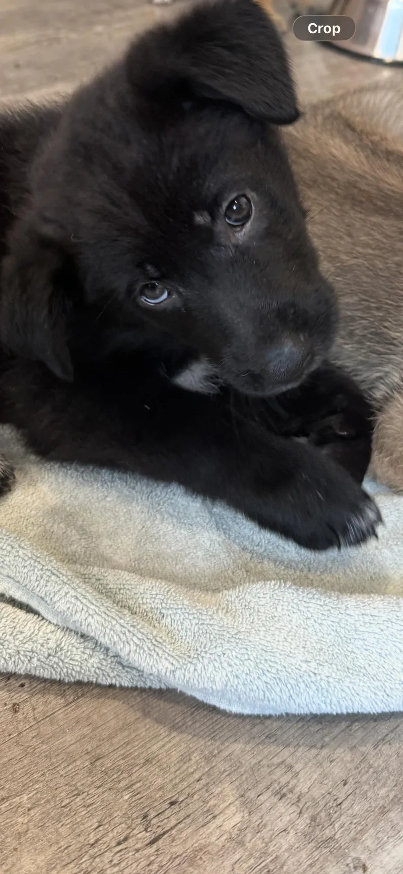 Rosie's Puppy Sunny thumbnail 2