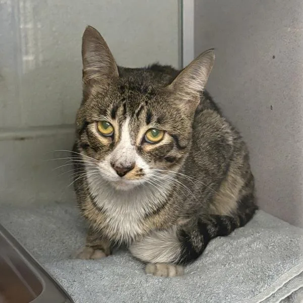 A young medium-sized male Domestic Short Hair cat named Groot for adoption in Salt Lake City, UT
