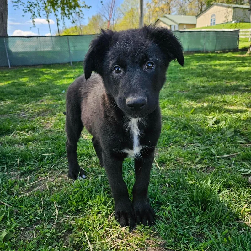 A baby medium-sized male Shepherd dog named Ozzy for adoption in sun prairie, WI