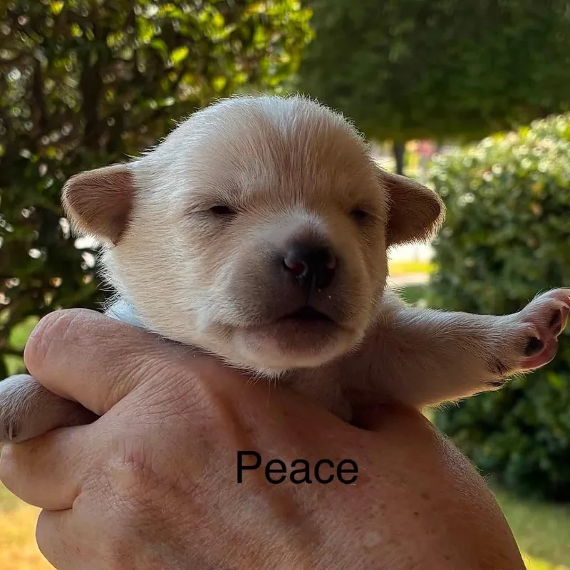 Peace thumbnail 3