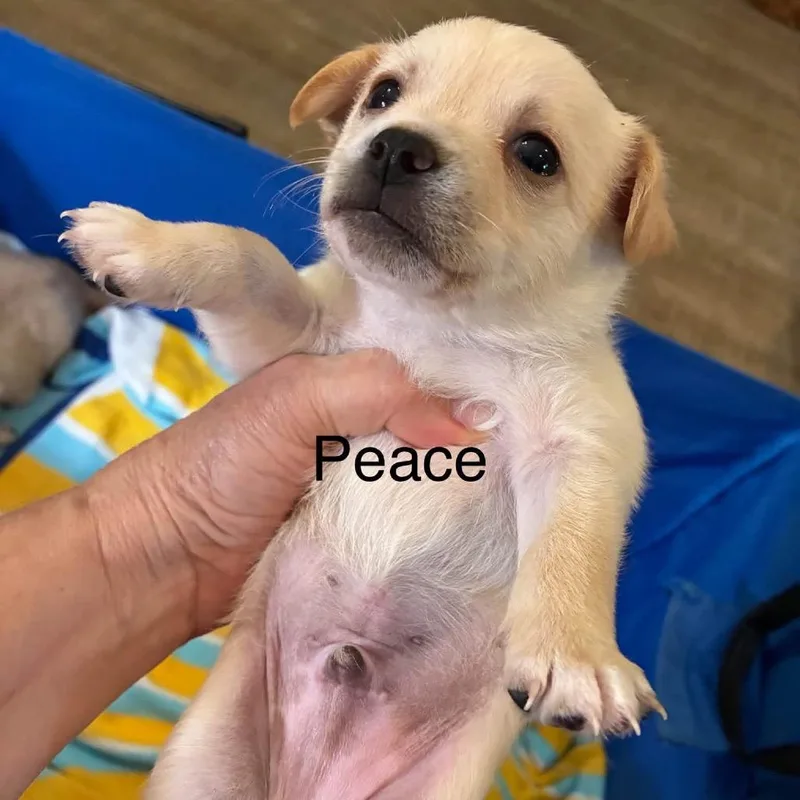 Peace thumbnail 5