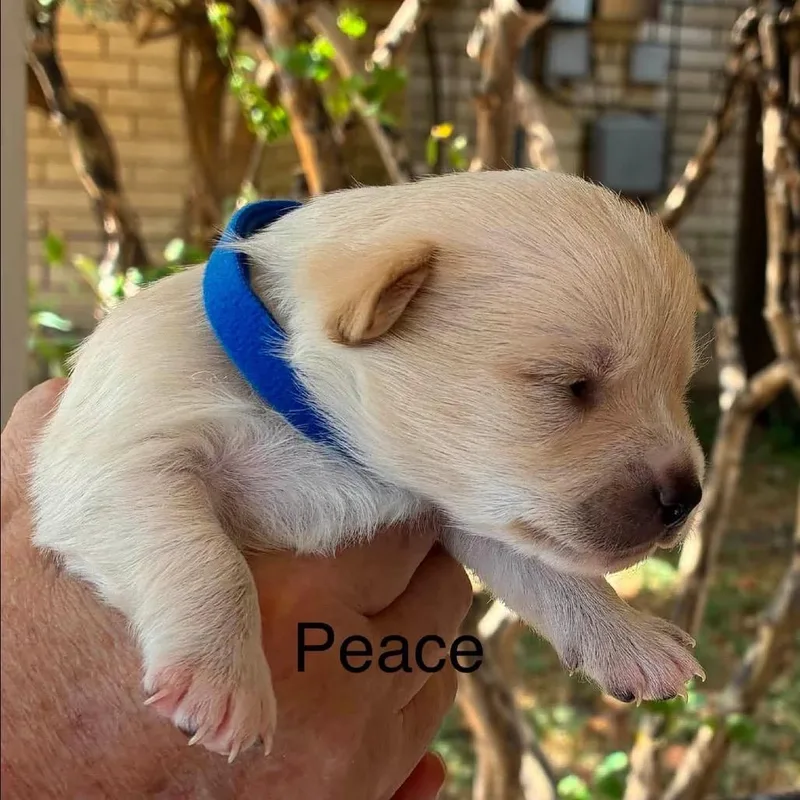 Peace thumbnail 6