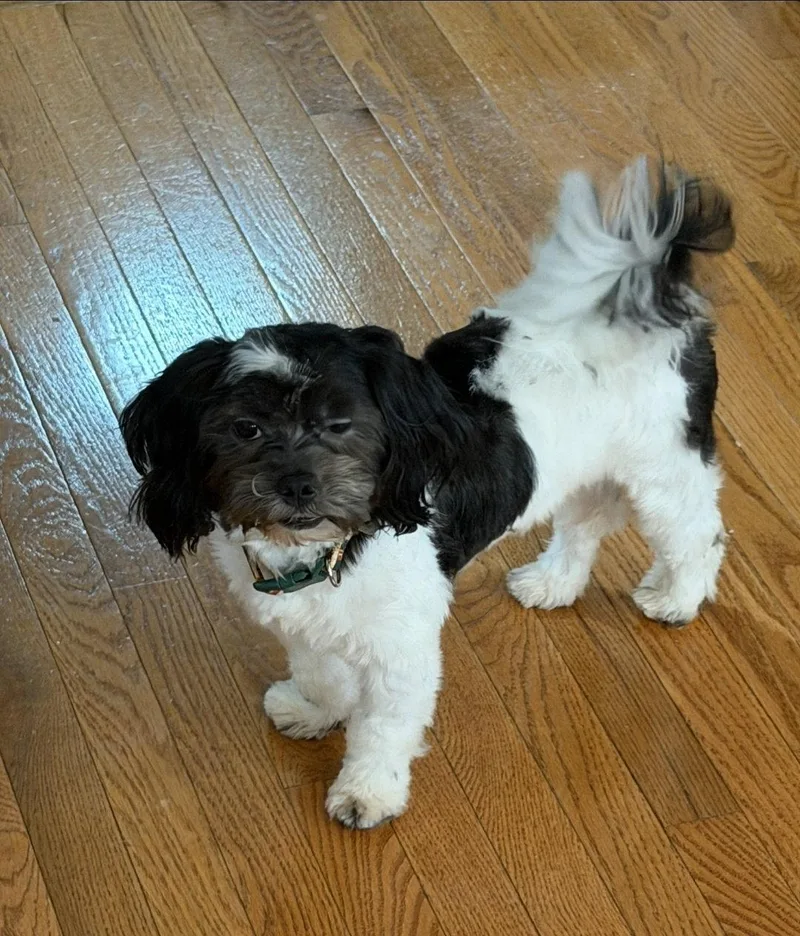 An adult small-sized male Shih Tzu dog named Knox for adoption in Social Circle, GA