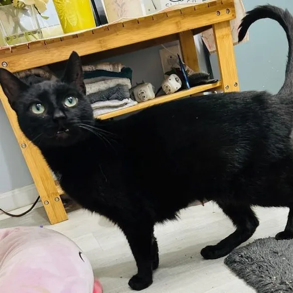 A young medium-sized female Black Domestic Short Hair cat named Mira for adoption in Rochester, NY
