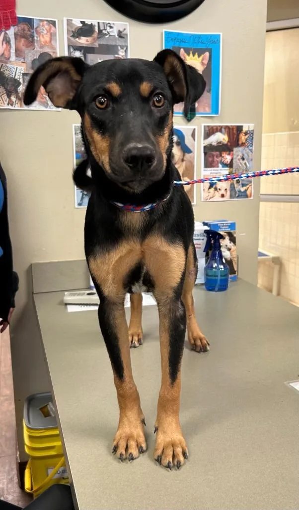 A baby medium-sized male Rottweiler dog named Dog Kennel for adoption in Greenville, TX
