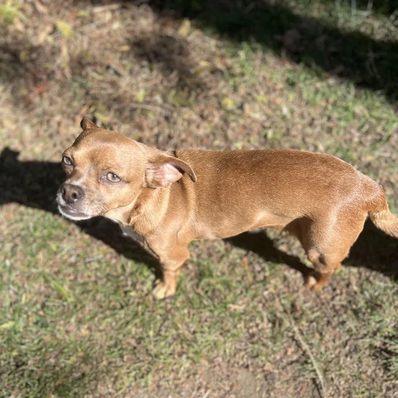 Rosie thumbnail 6