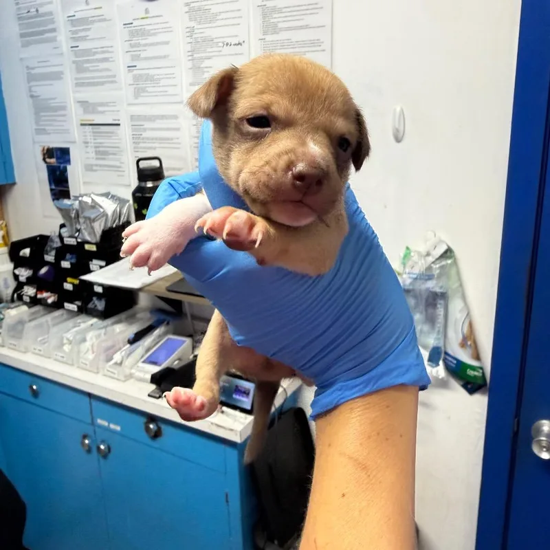 A baby small-sized male Brown / Chocolate Whippet dog named Neapolitan for adoption in Wahiawa, HI