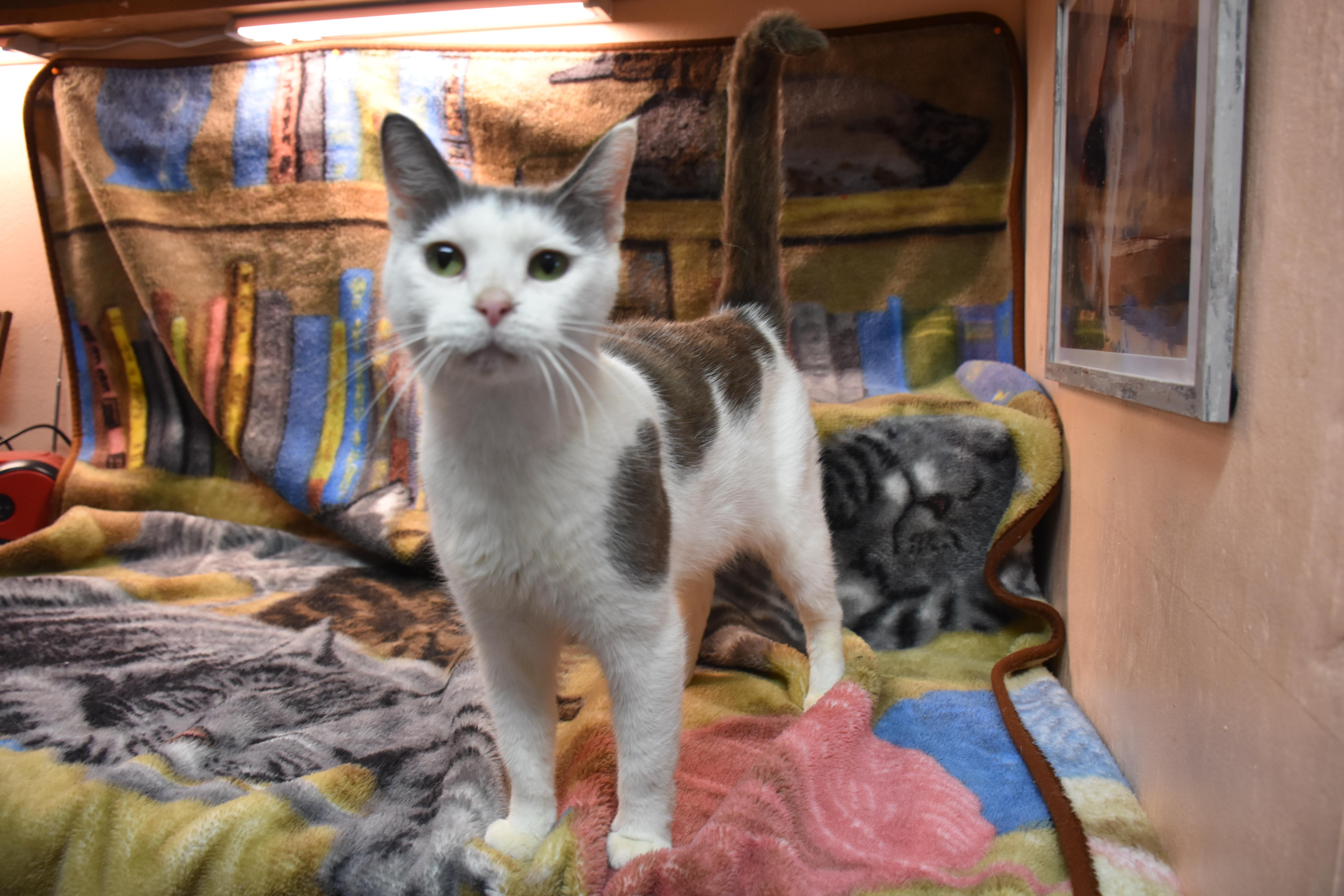 An adult small-sized female Gray / Blue / Silver Domestic Short Hair cat named Pansy for adoption in North Judson, IN