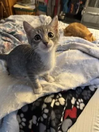 A young medium-sized male Domestic Short Hair cat named Dobee for adoption in Port Republic, MD