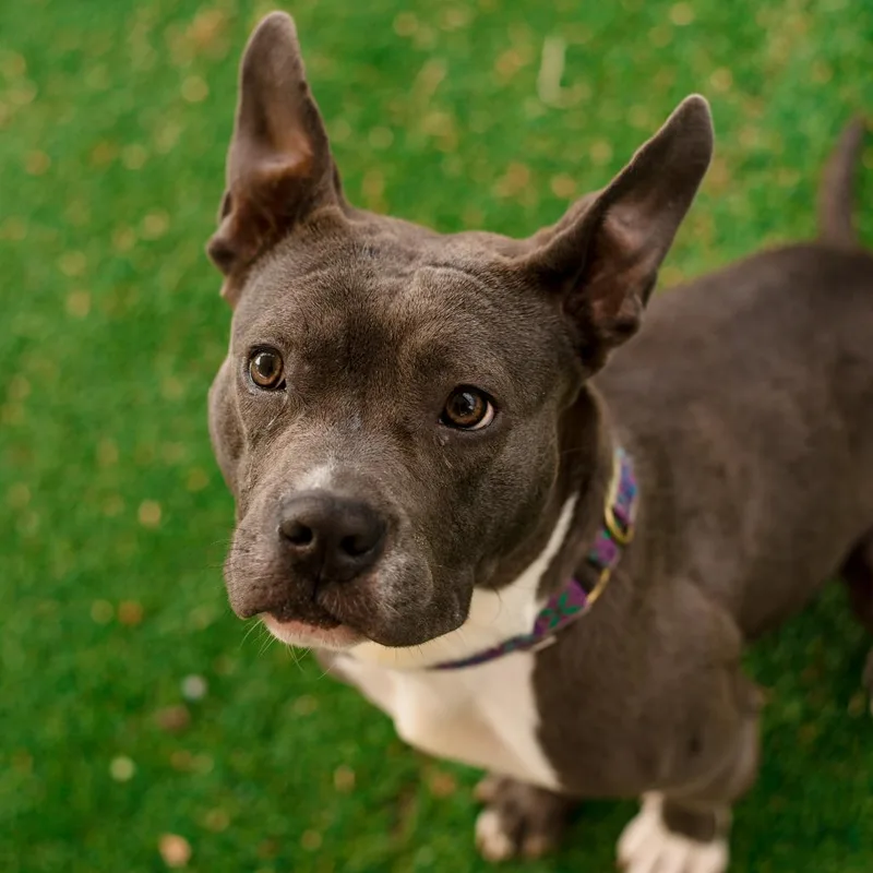 A young medium-sized female Gray / Blue / Silver English Bulldog dog named Violet for adoption in Warwick, RI
