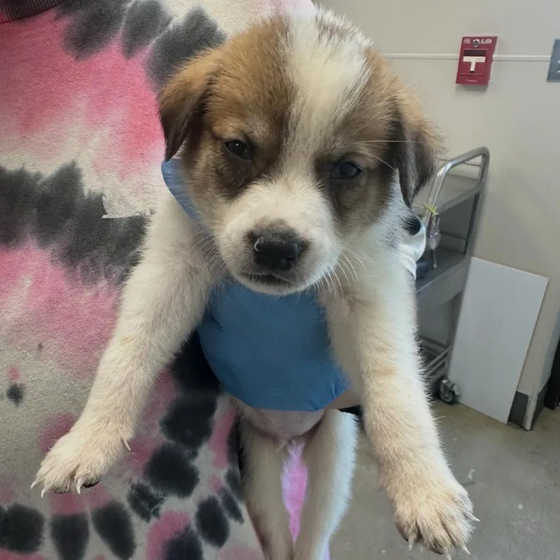 A baby medium-sized male White / Cream Mixed Breed dog named Cash for adoption in Columbiana, AL