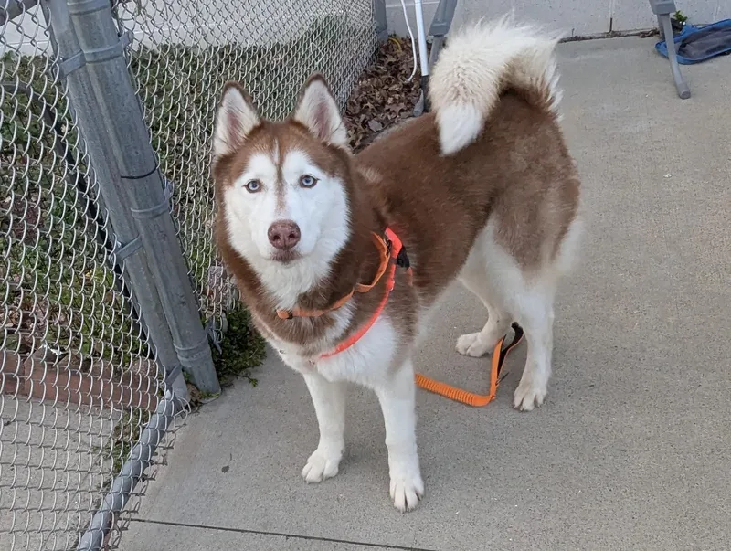 An adult large-sized female Red / Chestnut / Orange Husky dog named Ruby for adoption in Stratford, CT