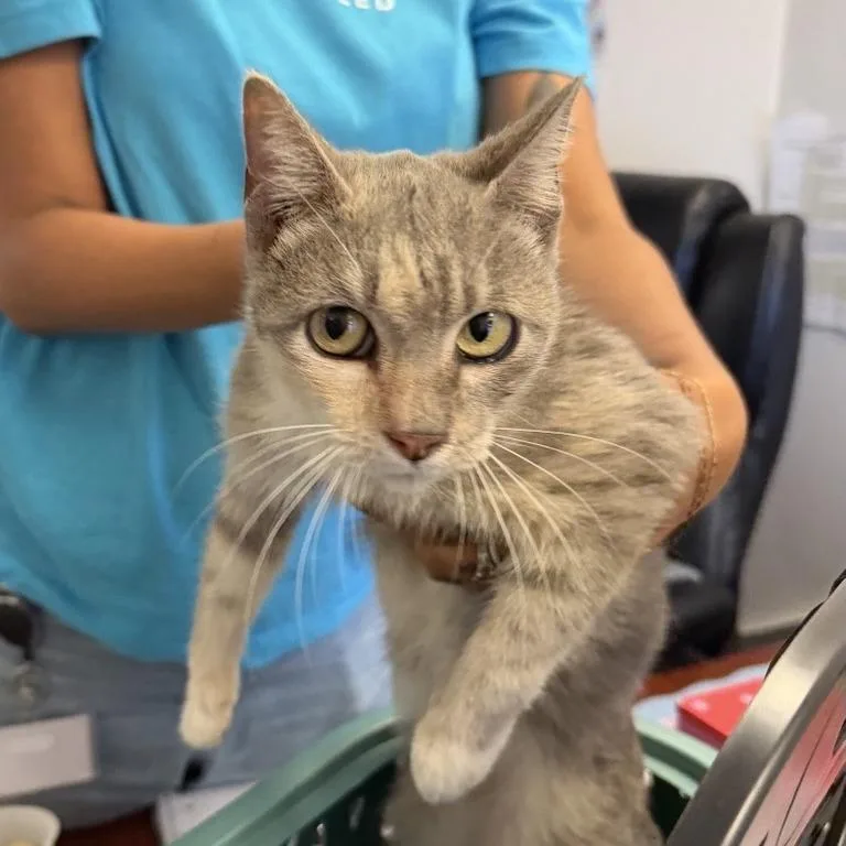 A young small-sized female Tortoiseshell Domestic Short Hair cat named Easter for adoption in Saint Louis, MO