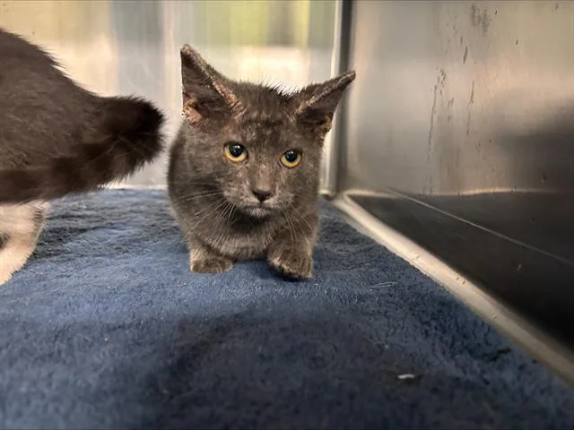 A baby small-sized female Domestic Short Hair cat named Myla for adoption in Grand Prairie, TX
