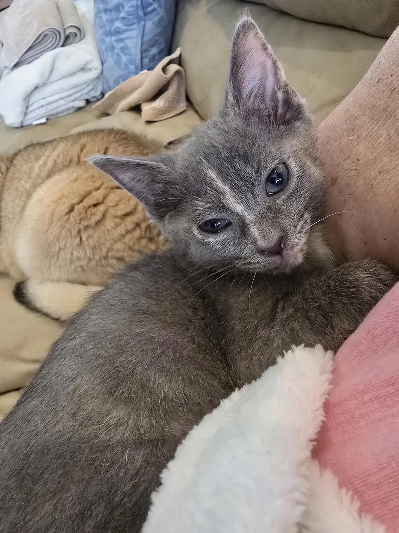 A baby medium-sized female Domestic Short Hair cat named Mushroom for adoption in Lighthouse Point, FL