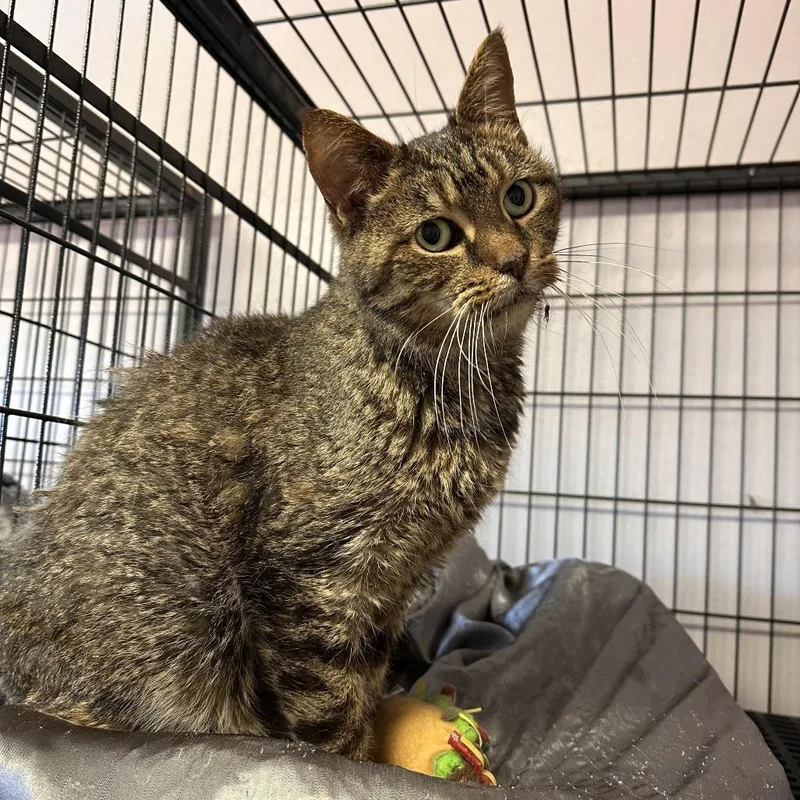 A senior small-sized female Gray / Blue / Silver Domestic Short Hair cat named Toothless Millie for adoption in Greensburg, PA