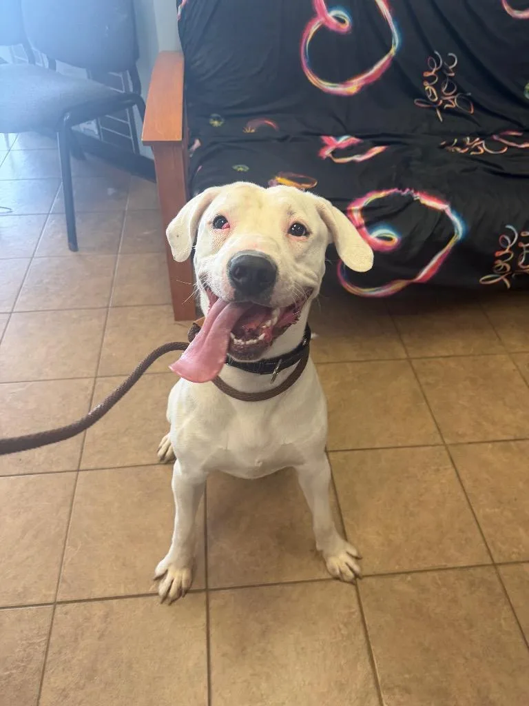 A young medium-sized male Pit Bull Terrier dog named Sizz for adoption in Marion, OH