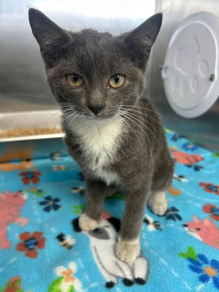 A baby medium-sized female Domestic Short Hair cat named BeetleJuice for adoption in Hartsville, SC