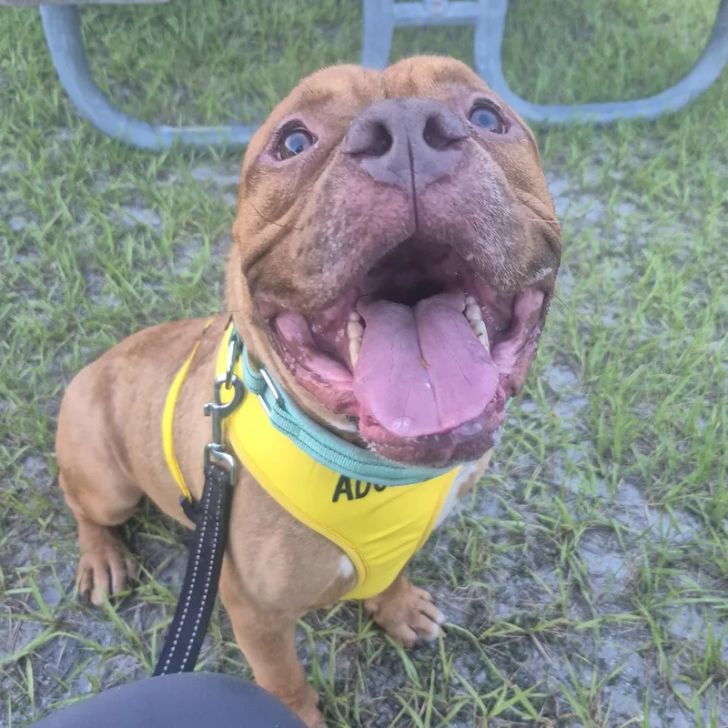 An adult medium-sized male American Bulldog dog named Rock for adoption in Melbourne , FL