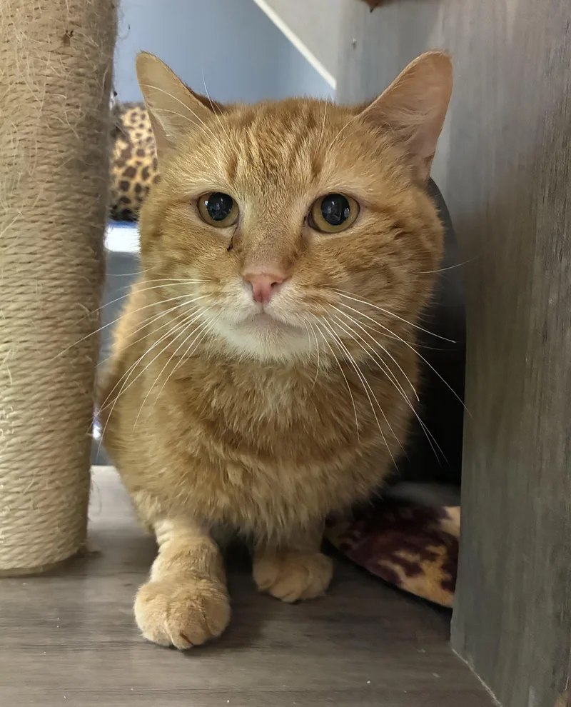 An adult medium-sized male Tabby (Orange / Red) Domestic Short Hair cat named Panick for adoption in Breinigsville, PA