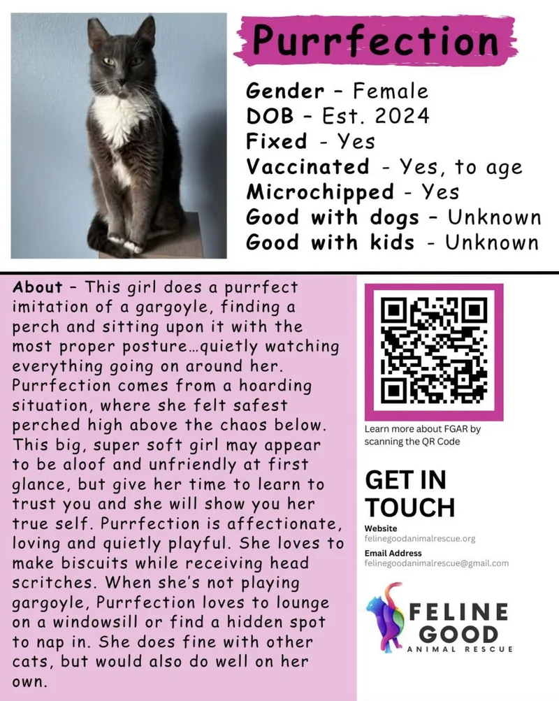 A young large-sized female Black & White / Tuxedo Domestic Short Hair cat named Purrfection for adoption in Eugene, OR