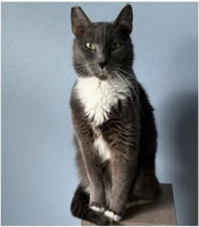 Purrfection thumbnail 2