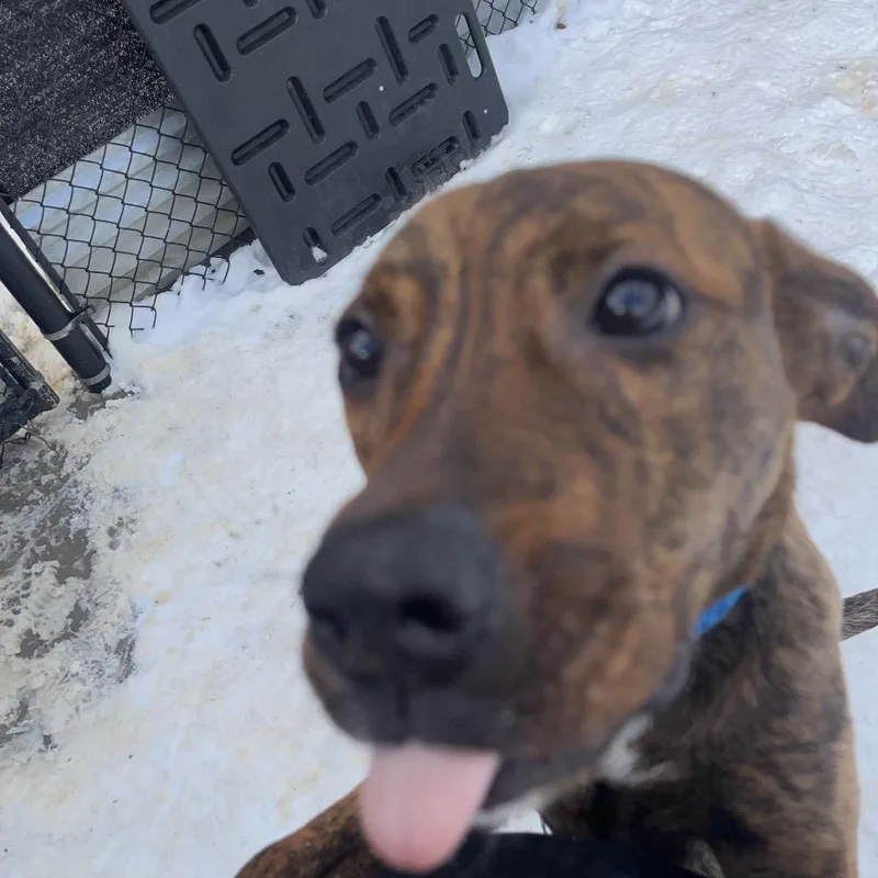 An adult medium-sized female Brindle Mixed Breed dog named Zeroni for adoption in Pittsburgh, PA