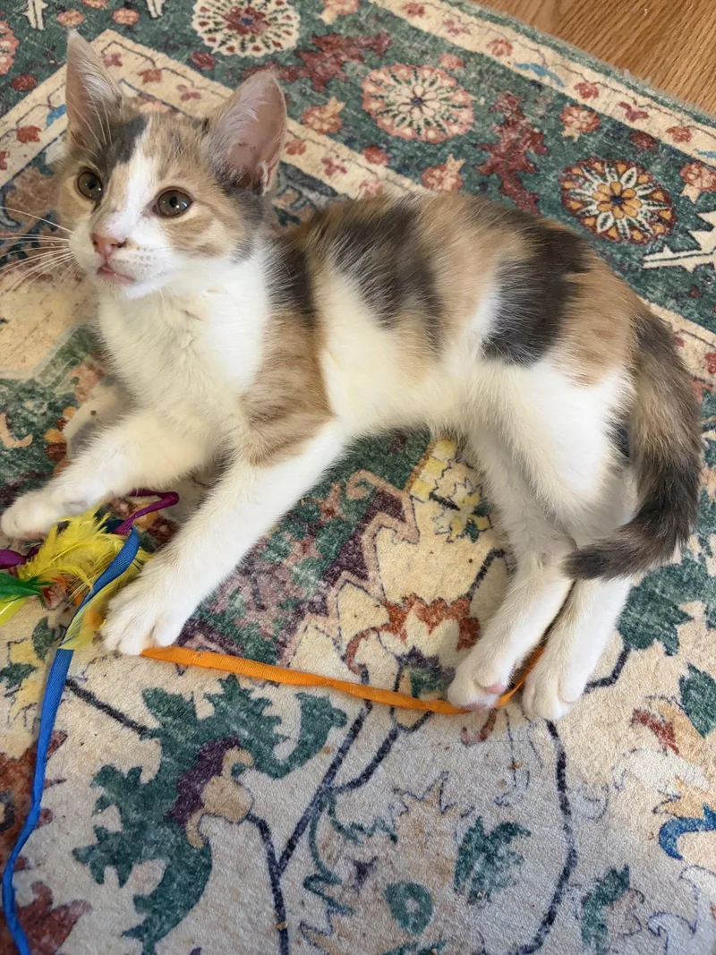 A baby medium-sized female Calico cat named Ig Litter BillyPawlish for adoption in Livonia, MI