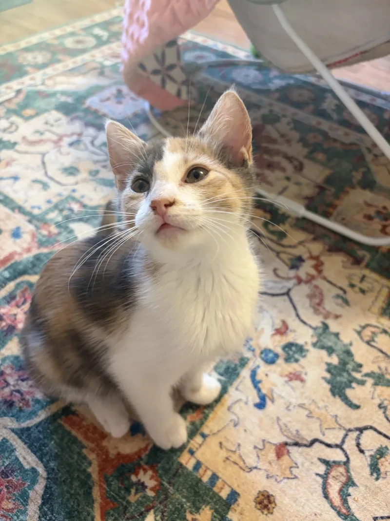 Ig Litter  BillyPawlish thumbnail 2