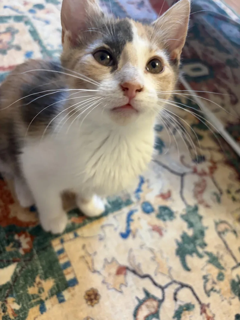 Ig Litter  BillyPawlish thumbnail 3