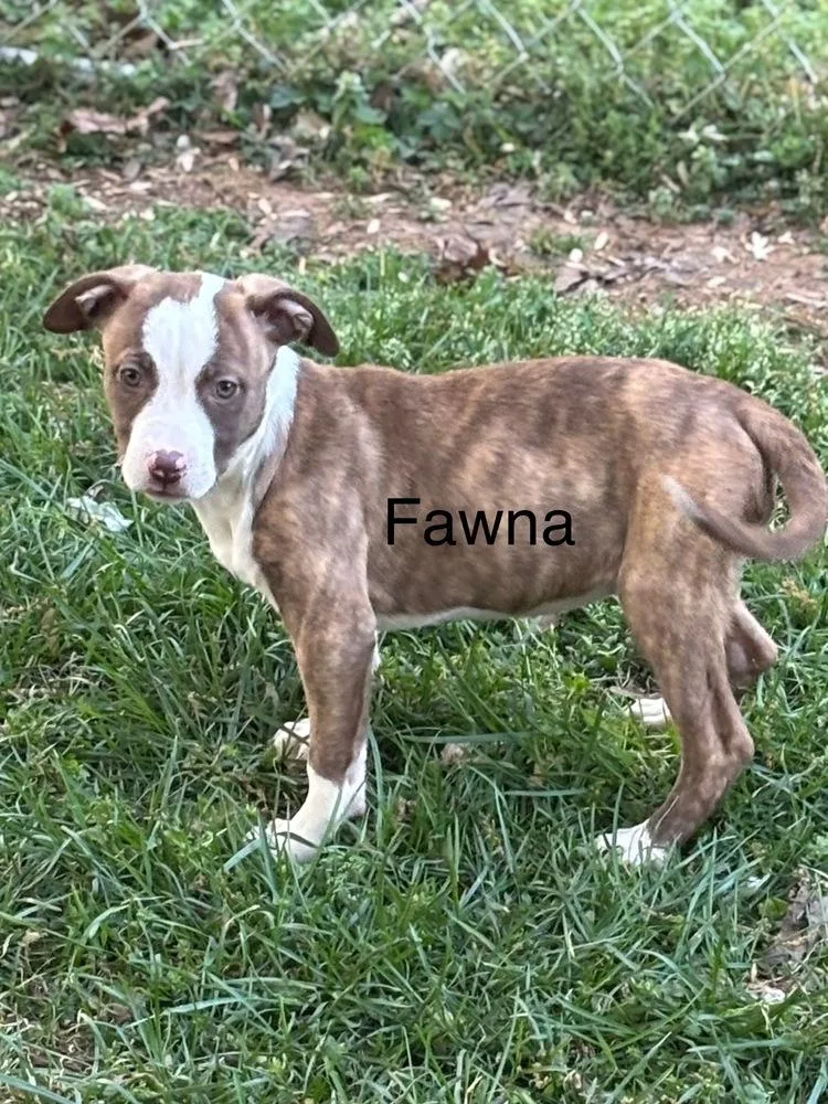 A baby medium-sized female Mixed Breed dog named Fawna for adoption in Mooresville, NC