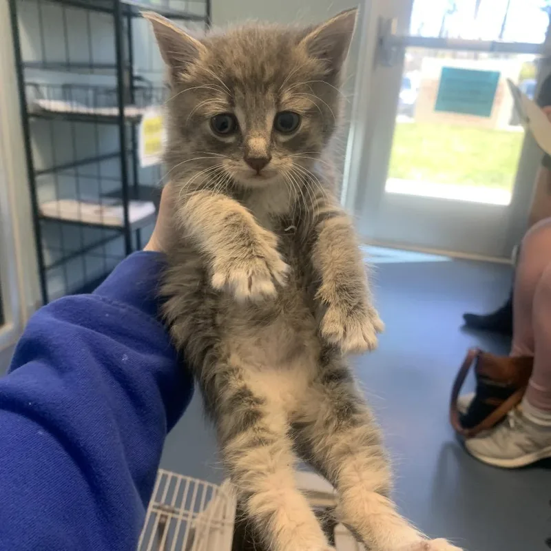 A baby medium-sized male Gray / Blue / Silver Domestic Short Hair cat named Mars for adoption in Greensboro, NC