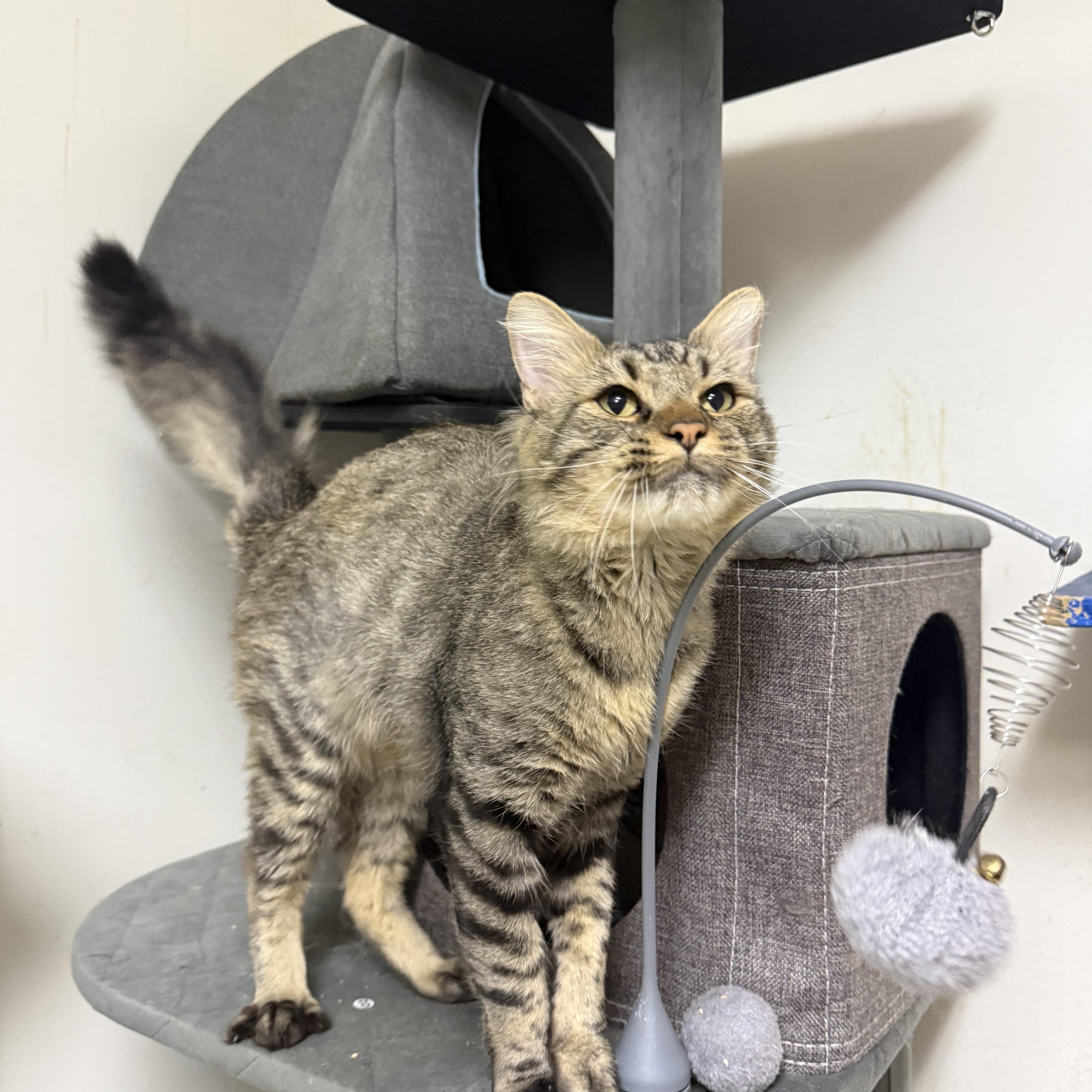 A young medium-sized male Tabby (Brown / Chocolate) Domestic Medium Hair cat named Gus Gus for adoption in Hendersonville, TN
