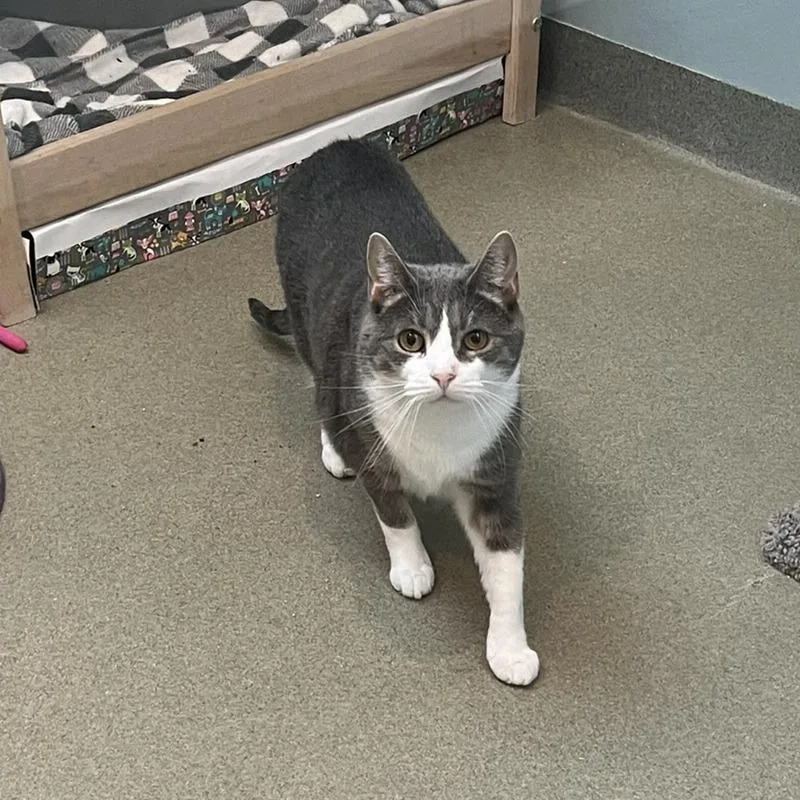 An adult large-sized male Gray / Blue / Silver Domestic Short Hair cat named Ryu & Majesty for adoption in Ashland, MA