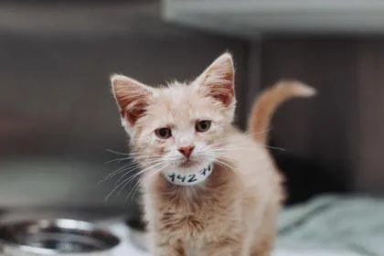 A young small-sized male Domestic Short Hair cat named A Cal for adoption in North Charleston, SC