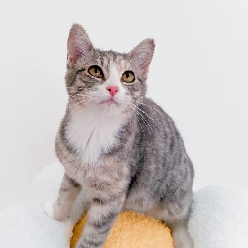 A young medium-sized female Dilute Calico cat named Marmalade for adoption in New Orleans, LA