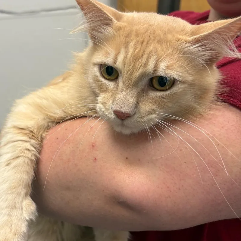 An adult medium-sized male Orange / Red Domestic Medium Hair cat named Winston for adoption in Columbiana, AL