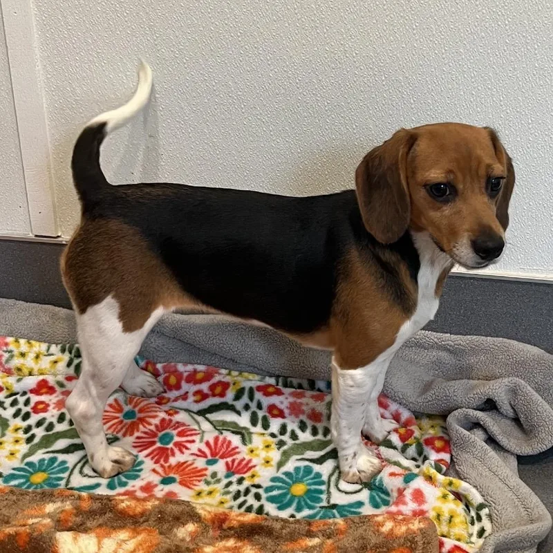 A young small-sized female Yellow / Tan / Blond / Fawn Beagle dog named Pudding for adoption in LOXAHATCHEE, FL