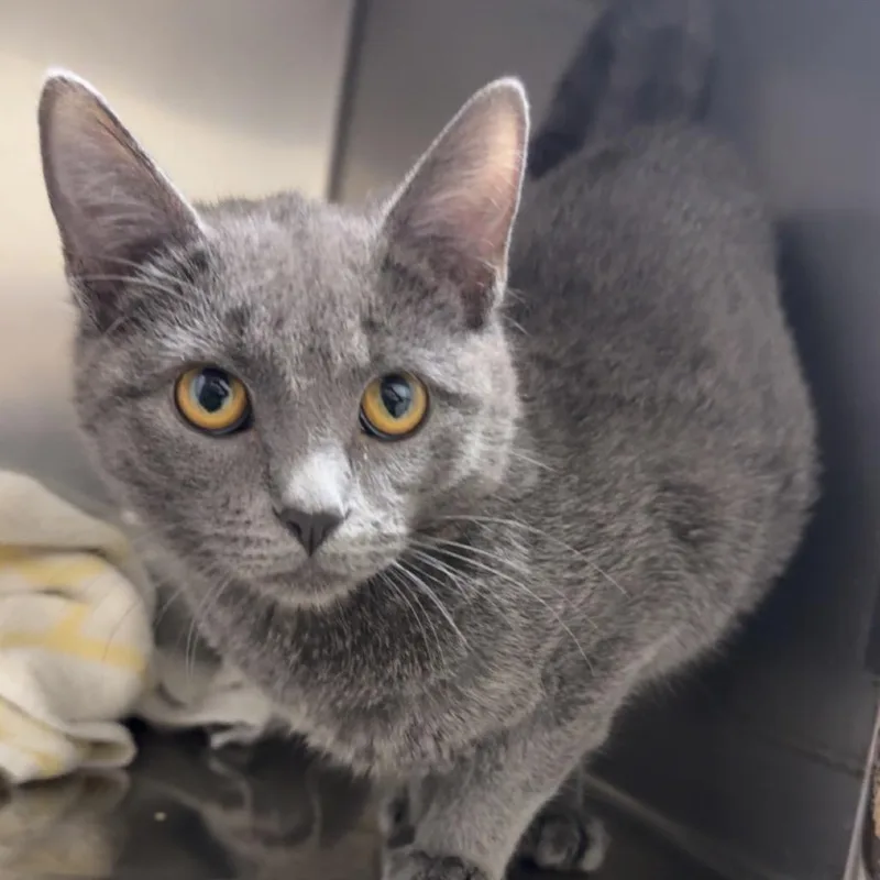 A young small-sized female Gray / Blue / Silver Domestic Short Hair cat named Rain for adoption in Blair, WI