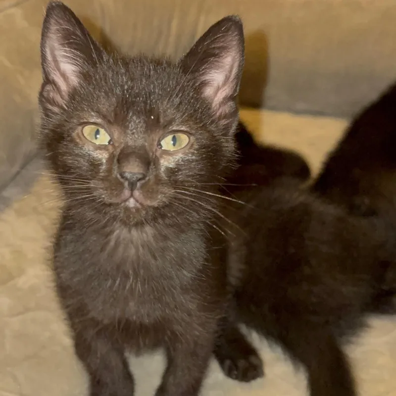 A baby small-sized male Black Domestic Short Hair cat named Daniel for adoption in LITTLE MOUNTAIN, SC