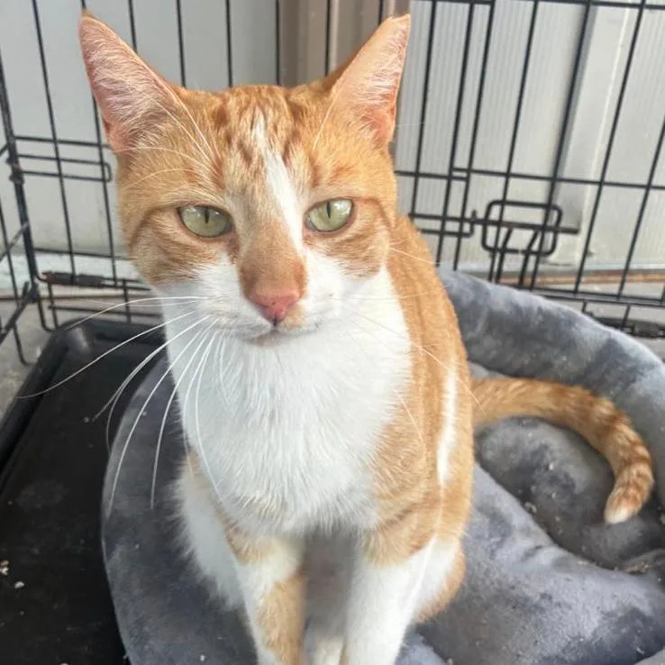 A young large-sized male Orange / Red Domestic Short Hair cat named Fantico for adoption in Hamburg, NY