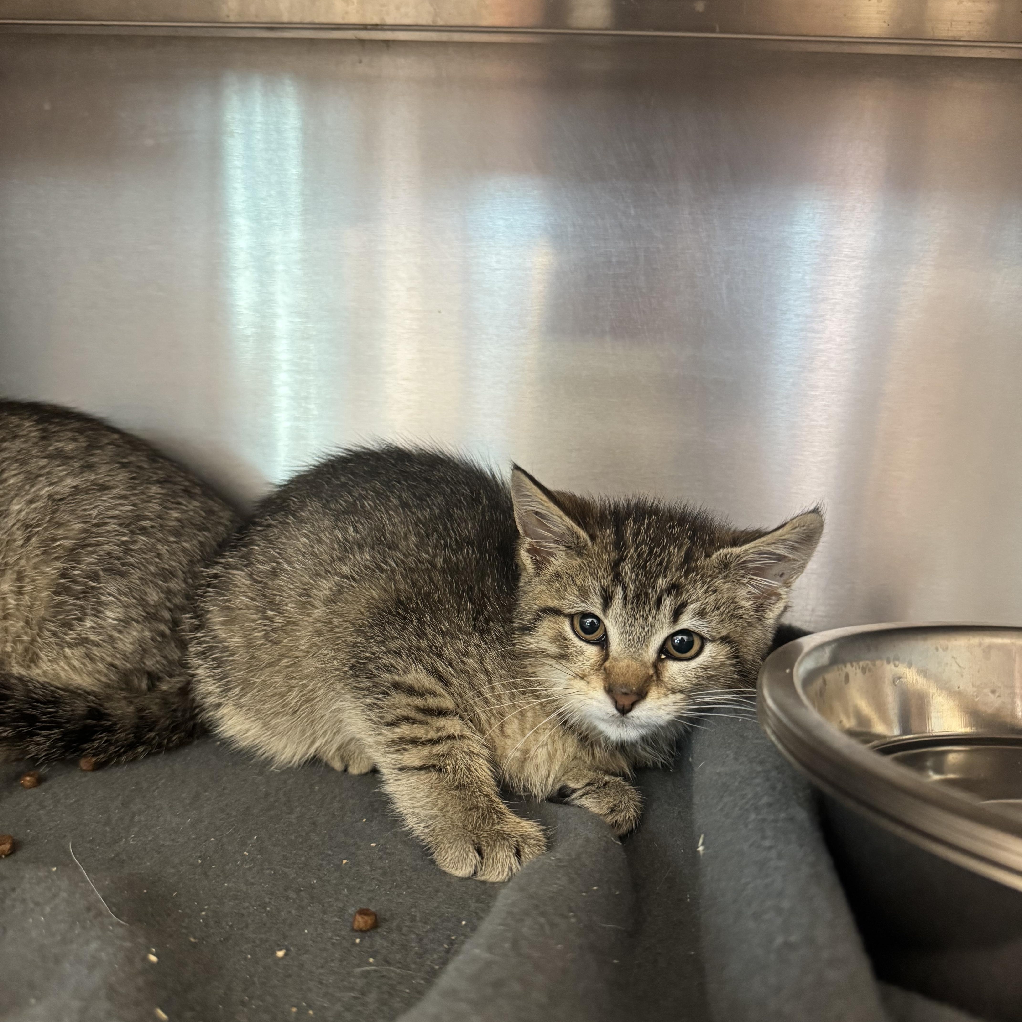A baby medium-sized female Tabby (Brown / Chocolate) Domestic Short Hair cat named Cantaloupe for adoption in Liberty, MO