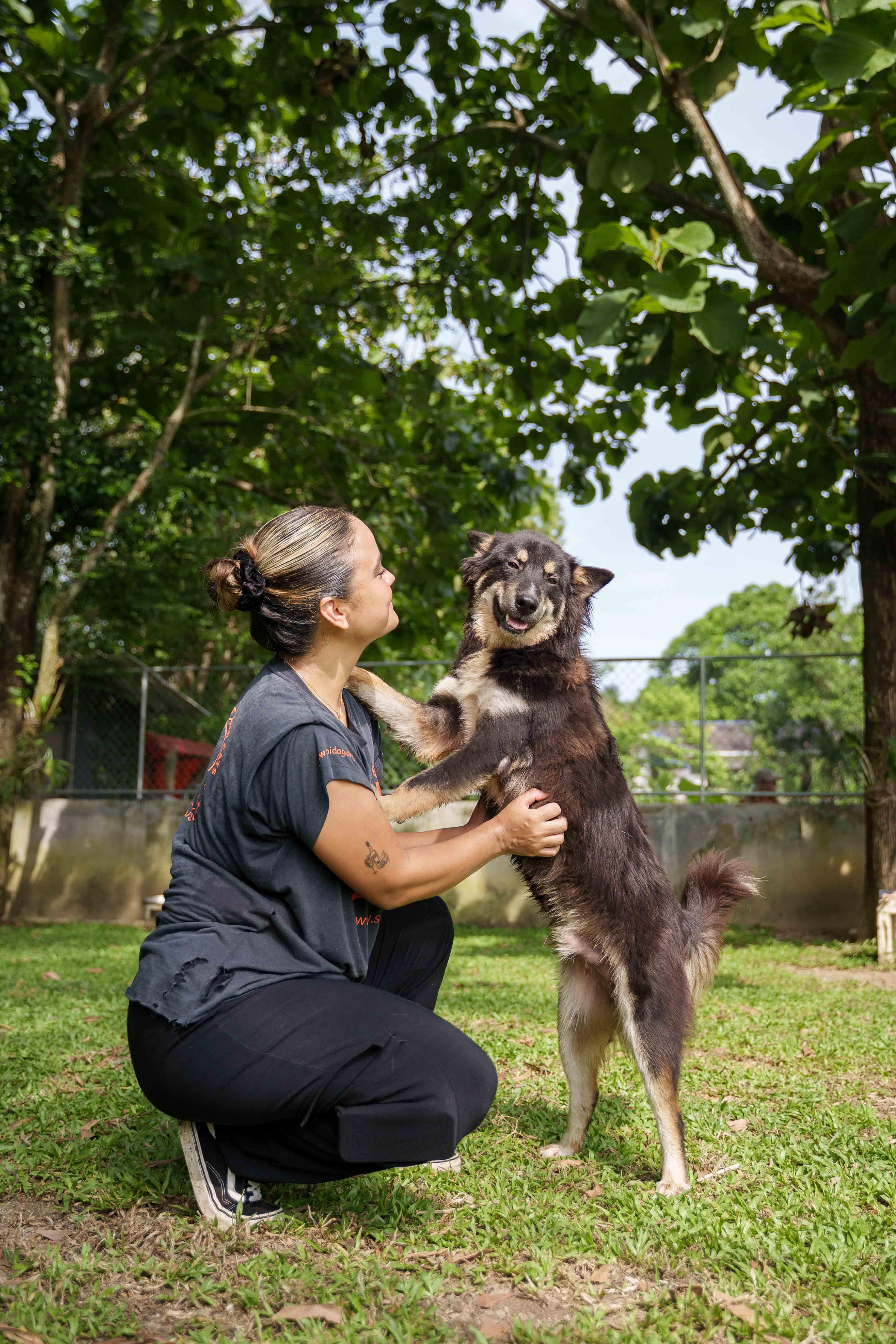 An adult medium-sized male Bicolor Mixed Breed dog named Raves for adoption in Stamford, CT