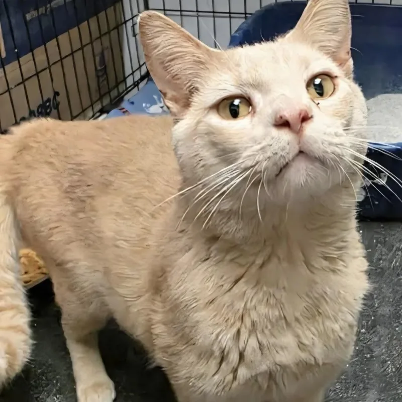 A young small-sized male Cream / Ivory Domestic Short Hair cat named Clayton for adoption in Frederick, MD