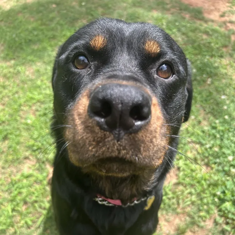 An adult large-sized female Black Mixed Breed dog named Bindi for adoption in Auburn, AL