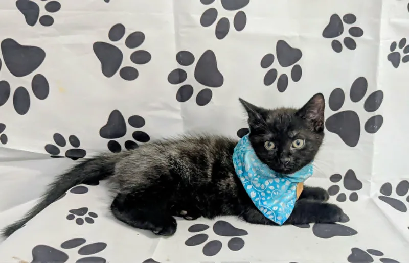 A baby medium-sized male Domestic Short Hair cat named Tide for adoption in Chesapeake Beach, MD